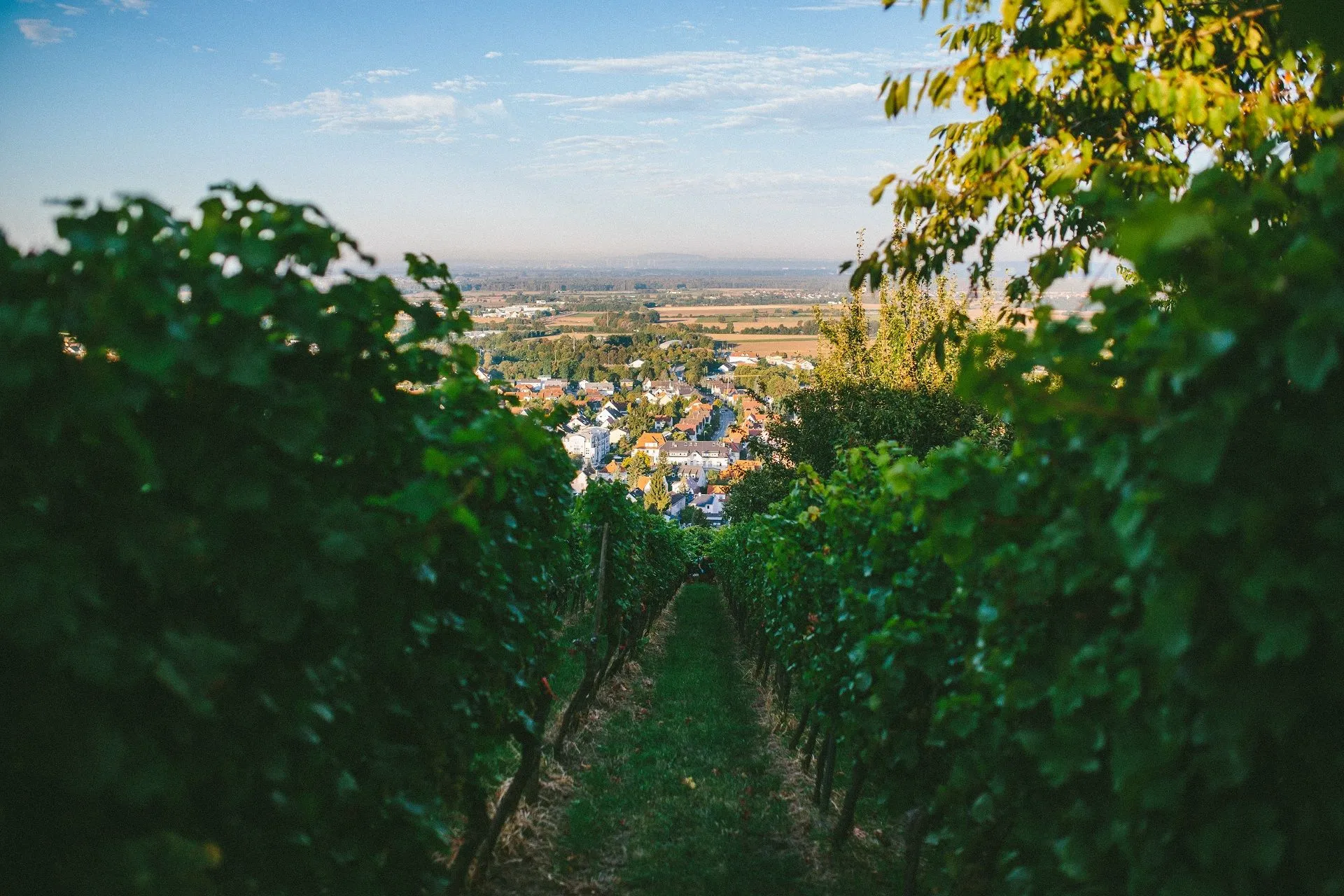 Ausbau der Weine im Stückfass und Stahltank
