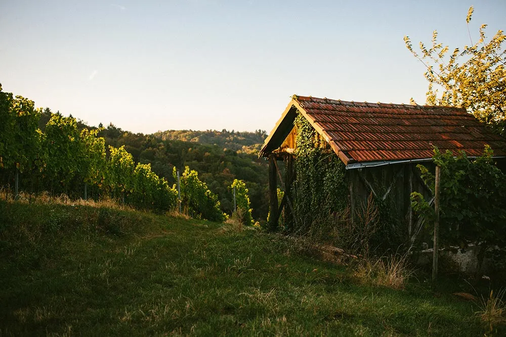 Weinberge am Schloss Schönberg in Bensheim-Schönberg