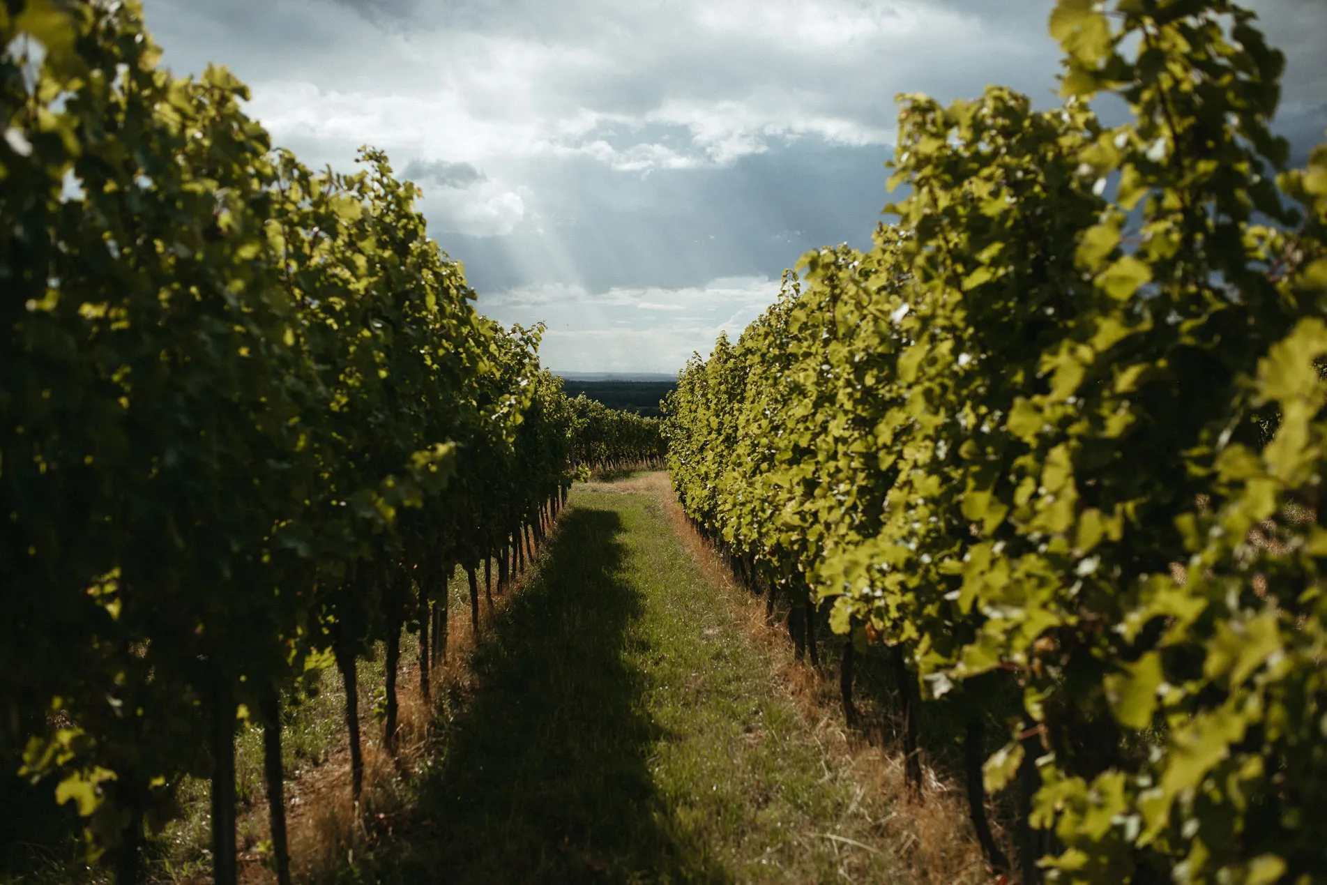 Weinberge am Schloss Schönberg in Bensheim-Schönberg